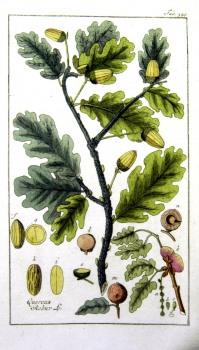 Eiche Litho
